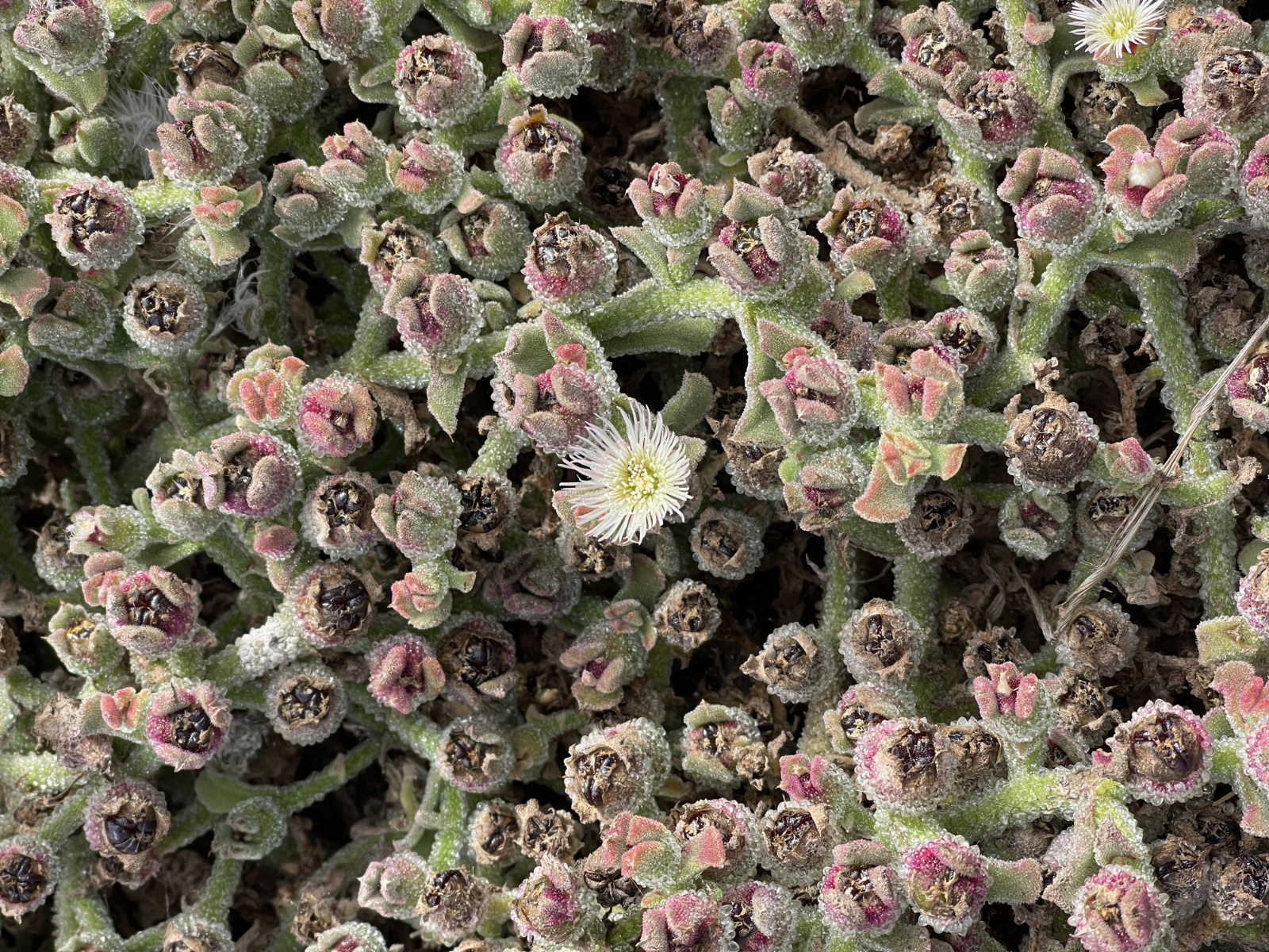 inspiration_point_img